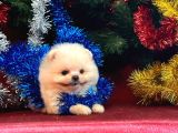 Süper Mini Teddy Boo Yavrumuz