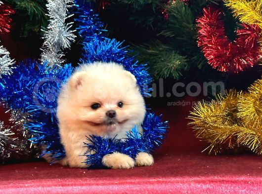 Süper Mini Teddy Boo Yavrumuz görsel
