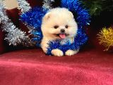 Süper Mini Teddy Boo Yavrumuz