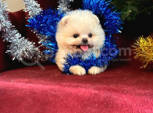 Süper Mini Teddy Boo Yavrumuz görsel