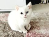 Güzeller Güzeli