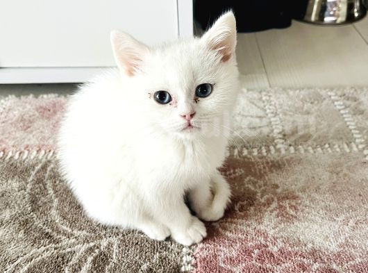 Güzeller Güzeli görsel