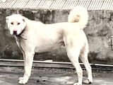 Safkan Akbaş Yavrulari