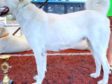 Safkan Akbaş Yavrulari