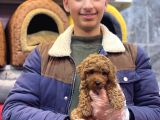Kore Toy Poodle Erkek Kizil Renk