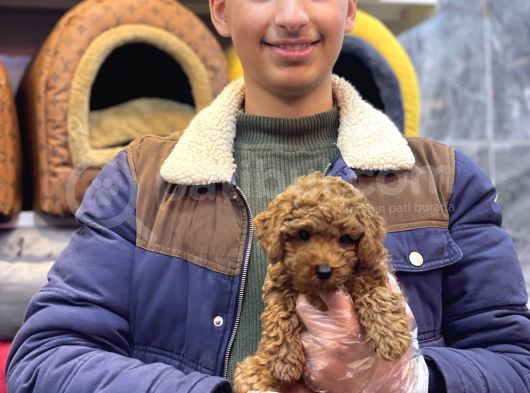 Kore Toy Poodle Erkek Kizil Renk görsel