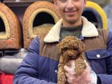 Kore Toy Poodle Erkek Kizil Renk