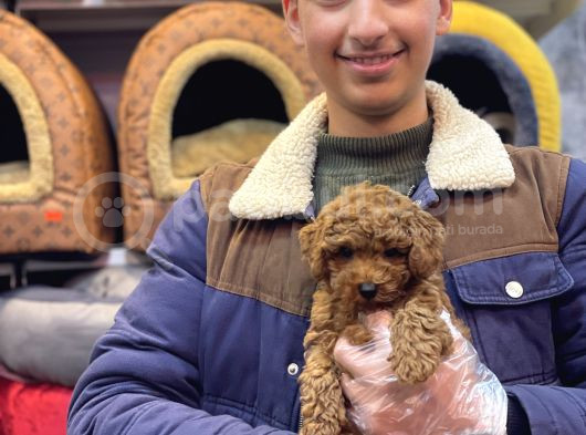 Kore Toy Poodle Erkek Kizil Renk görsel