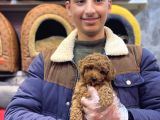 Kore Toy Poodle Erkek Kizil Renk
