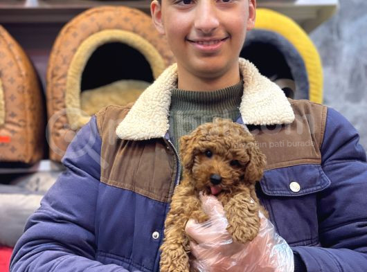 Kore Toy Poodle Erkek Kizil Renk görsel