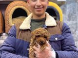 KORE TOY POODLE ERKEK KIZIL RENK