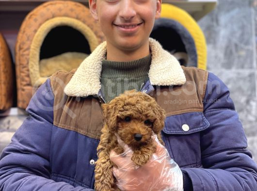Kore Toy Poodle Erkek Kizil Renk