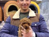 Kore Toy Poodle Erkek Kizil Renk