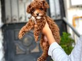 Üst Düzey Kore Kan Toy Poodle 