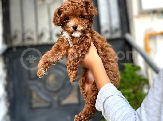 Üst Düzey Kore Kan Toy Poodle  görsel