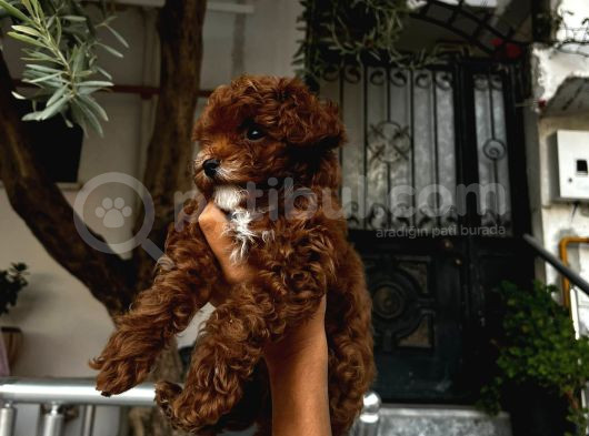 Üst Düzey Kore Kan Toy Poodle  görsel