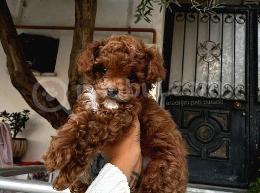 Üst Düzey Kore Kan Toy Poodle  görsel