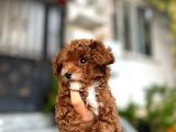 Üst Düzey Kore Kan Toy Poodle 