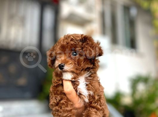Üst Düzey Kore Kan Toy Poodle 