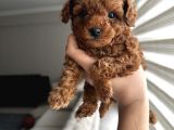 Safkan secereli Poodle yavruları