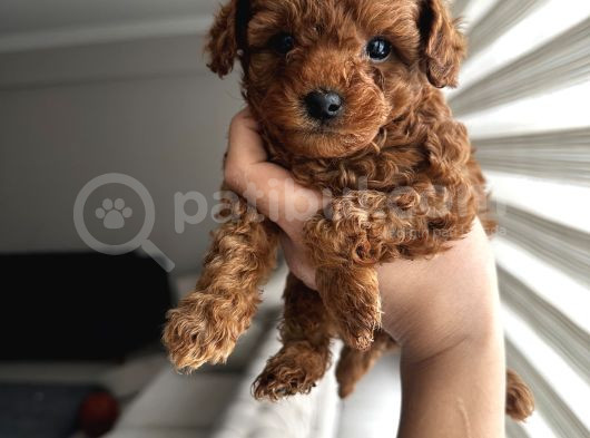 Safkan Secereli Poodle Yavruları