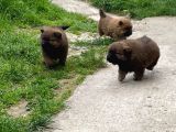 Pofuduk Chow Chow