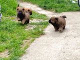 Pofuduk Chow Chow