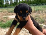 Koca Kafa Rotweiler