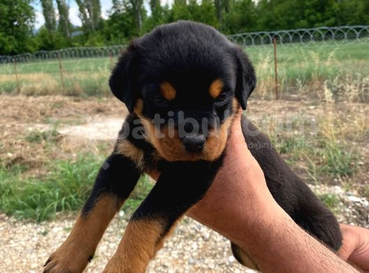 Koca Kafa Rotweiler görsel