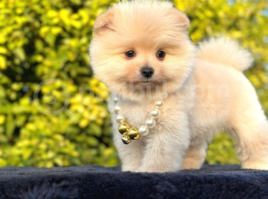 Star Pomeranian Yavrular görsel