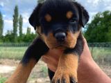 Koca Kafa Rotweiler