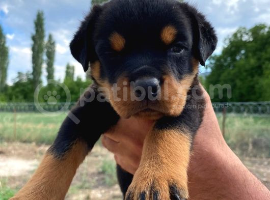 Koca Kafa Rotweiler görsel
