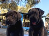 Dev Cane Corso İtaliano