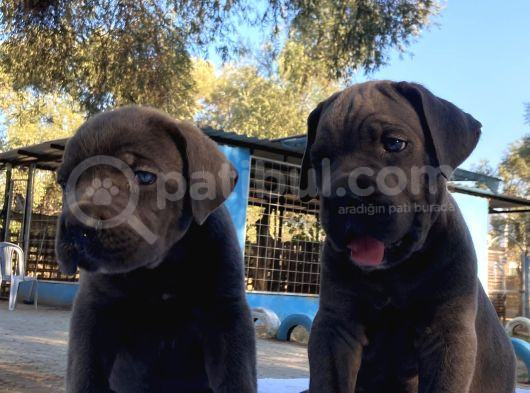 Dev Cane Corso İtaliano görsel