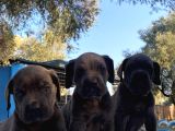 Dev Cane Corso İtaliano