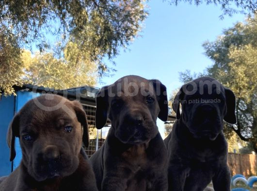 Dev Cane Corso İtaliano görsel