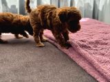 Muhteşem Poodle Yavrular