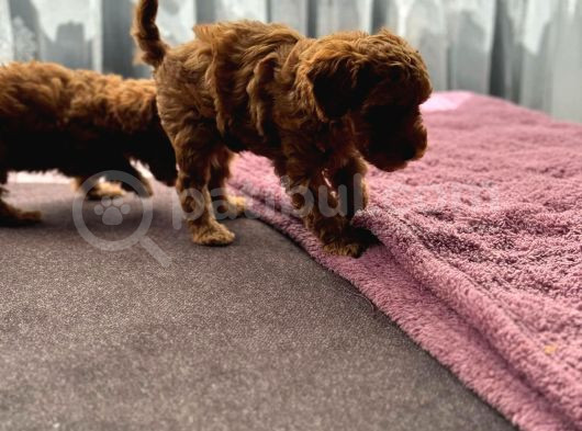 Muhteşem Poodle Yavrular görsel