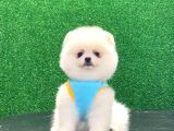 Star Pomeranian Yavrular