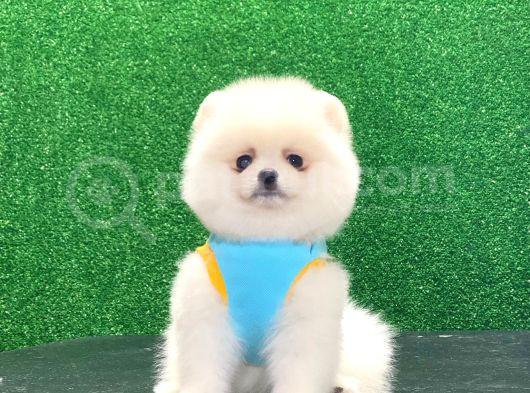 Star Pomeranian Yavrular görsel