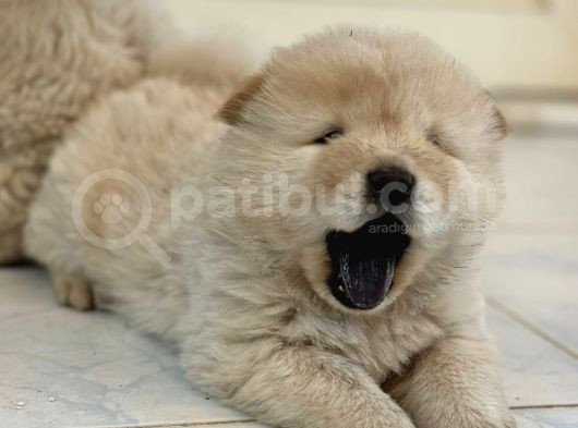Pofuduk Chow Chow