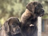 Dev Cane corso İtaliano