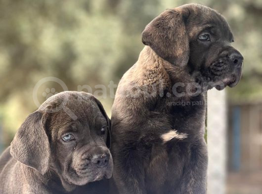 Dev Cane Corso İtaliano
