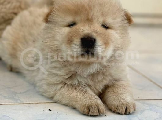 Pofuduk Chow Chow görsel