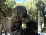Dev Cane Corso İtaliano