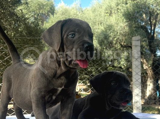 Dev Cane Corso İtaliano görsel