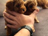 Muhteşem Poodle Yavrular