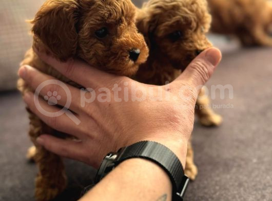 Muhteşem Poodle Yavrular görsel