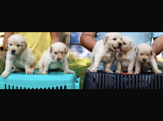 Baby Face Golden Retriever görsel
