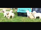 Baby Face Golden Retriever